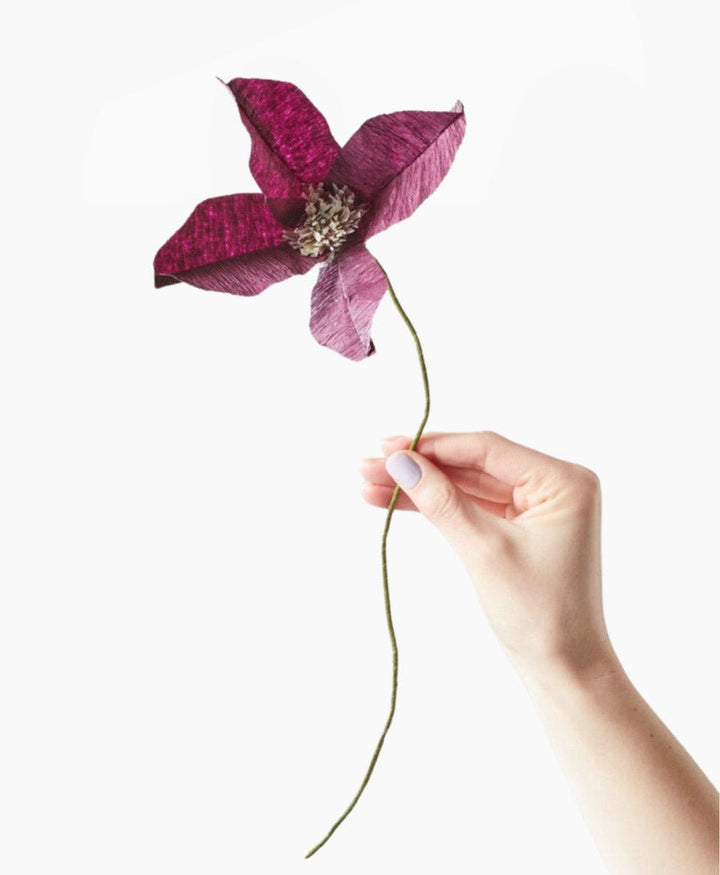 Papierblume Waldrebe Clematis Aubergine - Studio About - clomes